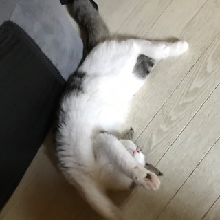 ボクシング教室