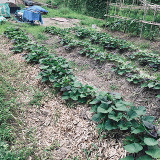 安全な、無農薬の野菜を栽培しましょう。