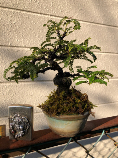 小品盆栽　磯山椒