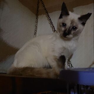 里親募集13