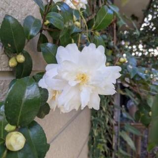 サザンカ（植物）を果樹苗と交換希望