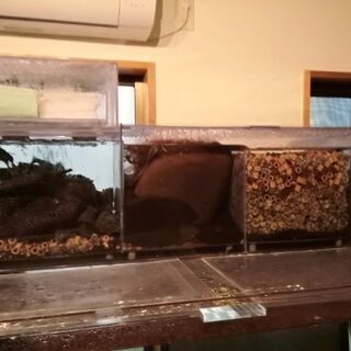 【東京都引き取り限定！】使用三ヶ月ピカピカ極上！超大型上部ろ過層付き！1200×600×600 アクリル水槽フルセット！の画像