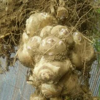 健康野菜キクイモの画像