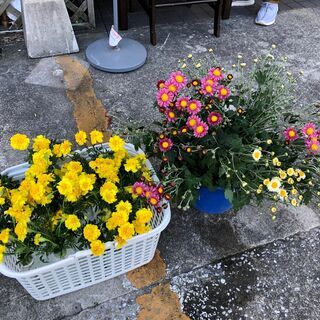 【切花】小菊/フレンチマリーゴールド　無農薬で育てましたの画像