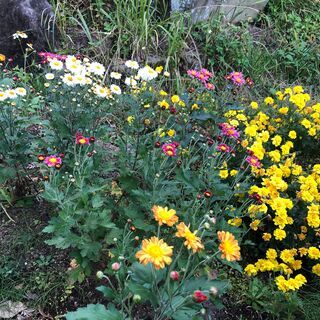 【切花】小菊/フレンチマリーゴールド　無農薬で育てましたの画像