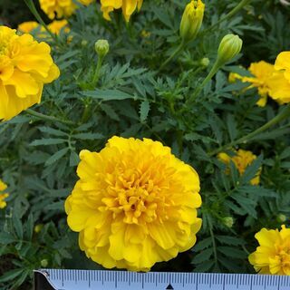 【切花】小菊/フレンチマリーゴールド　無農薬で育てましたの画像