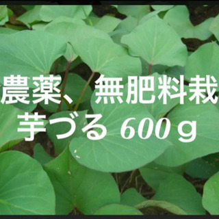 無農薬 無肥料栽培 芋づる (シルクスイート) 600ｇ 