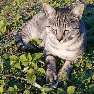 サバトラ猫♂大人の野良猫です。 - 朝倉市