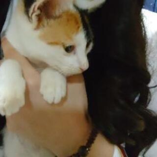 三毛猫です，病院行きました。 - 熊本市