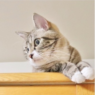 保護猫カフェに行きませんか？