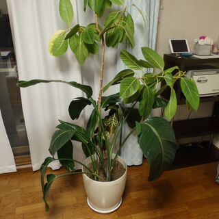 観葉植物