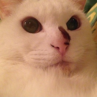 もこもこで甘えたのメス猫ちゃん