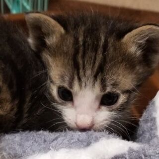 猫ちゃん、里親募集