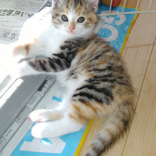 プクプクほわほわモコモコ3兄弟