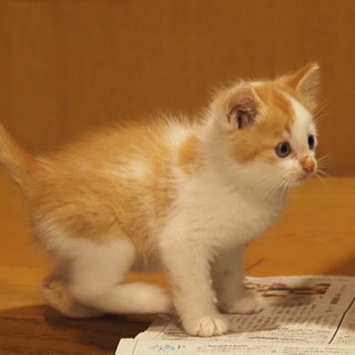 ほんわか白茶の男の子