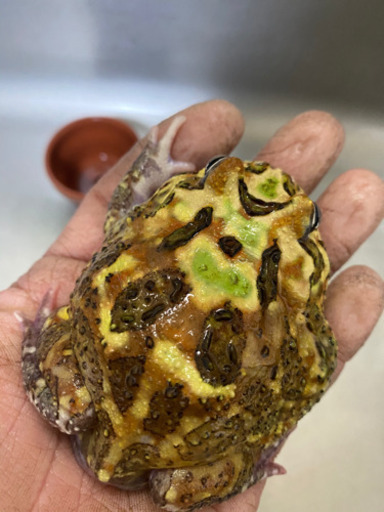 クランウェルツノガエル　ミュータント