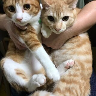 茶トラ、茶白３歳男の子の兄弟の里親さんを募集します。