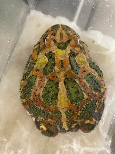 クランウェルツノガエル　ブラウン系アダルト