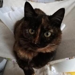 子猫保護しました。飼い主さん、探していませんか？