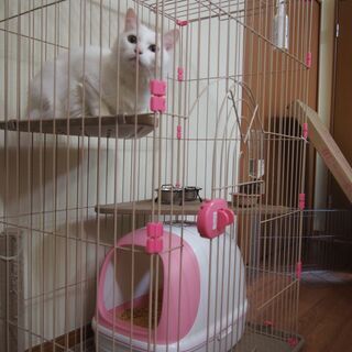 キャットゲージの画像