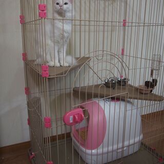 キャットゲージの画像