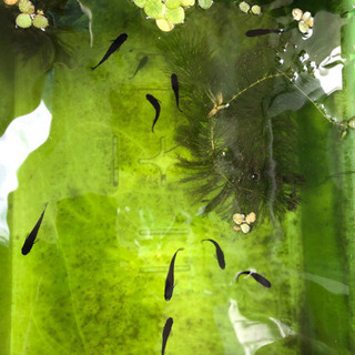 メダカ　オロチ10匹+α 浮草の画像