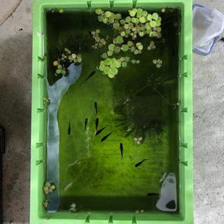 メダカ　オロチ10匹+α 浮草の画像