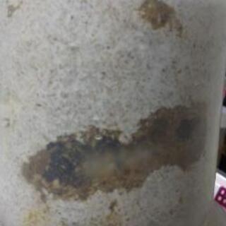 オオクワガタ幼虫の画像