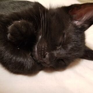 8/21生まれの約４ヵ月です。残り黒猫1匹オスです。4兄弟でした...