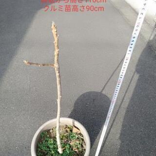 クルミ苗　鉢ごと引き渡し　品種は不明ですがオニグルミの様な尖りは...
