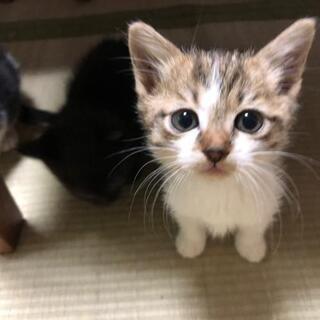 ちまちまキジ白ちゃん