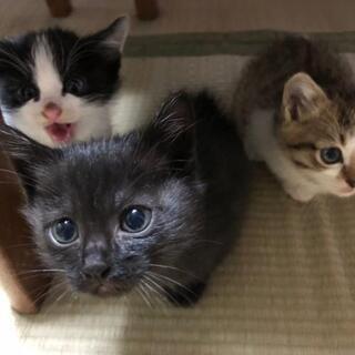 ちまちま黒猫ちゃん