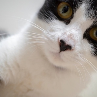 甘えん坊の可愛い子です