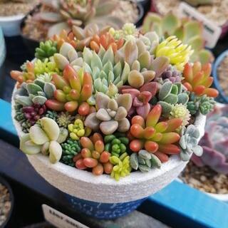 【soldout】そのまま飾れる☆多肉植物寄植え　ちまちま　リメイク鉢
