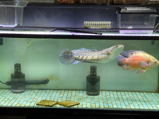 ロイヤルトーマン 、アルビノレッドオスカー、