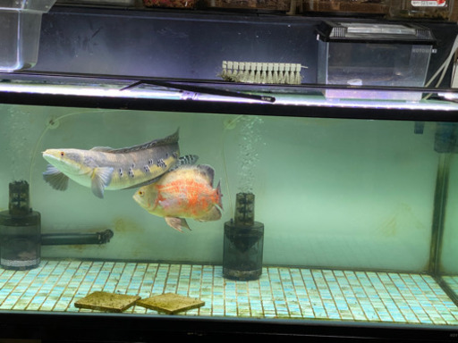 ロイヤルトーマン 、アルビノレッドオスカー、
