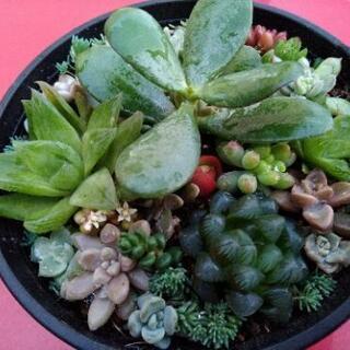 *多肉植物* 寄せ植え 1115 
