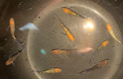 メダカ　忘却の翼　9匹