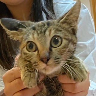 人なつっこい食いしん坊娘の家族募集中
