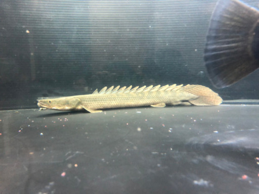 ナイジェリアラプラティ