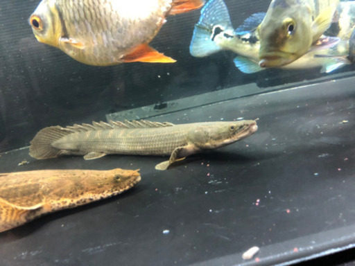 ナイジェリアラプラティ