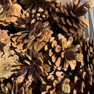 松ぼっくりの画像