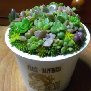 ミニミニ多肉植物寄せ植