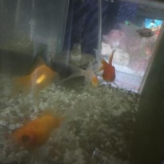 金魚さん