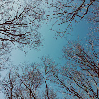 木の伐採体験・里山開拓体験❗️いかがですか😊の画像