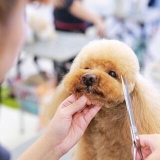 トリマーさん募集！登別イオン近くでトリミングサロンをオープン予定です！の画像