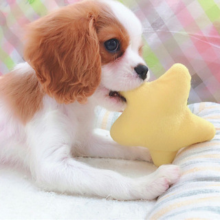 可愛い❤️わんちゃんネコちゃんに囲まれて❤️