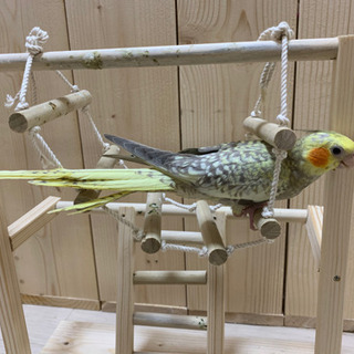 鳥さんのアスレチック★オーダー受け付けます