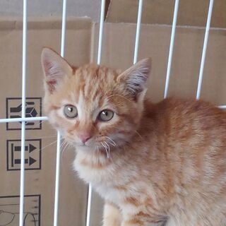 茶虎オスの里親さんになってください。(交渉中)