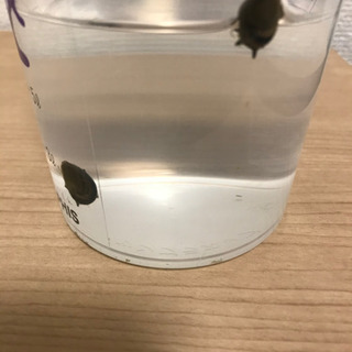 サザエ石巻貝